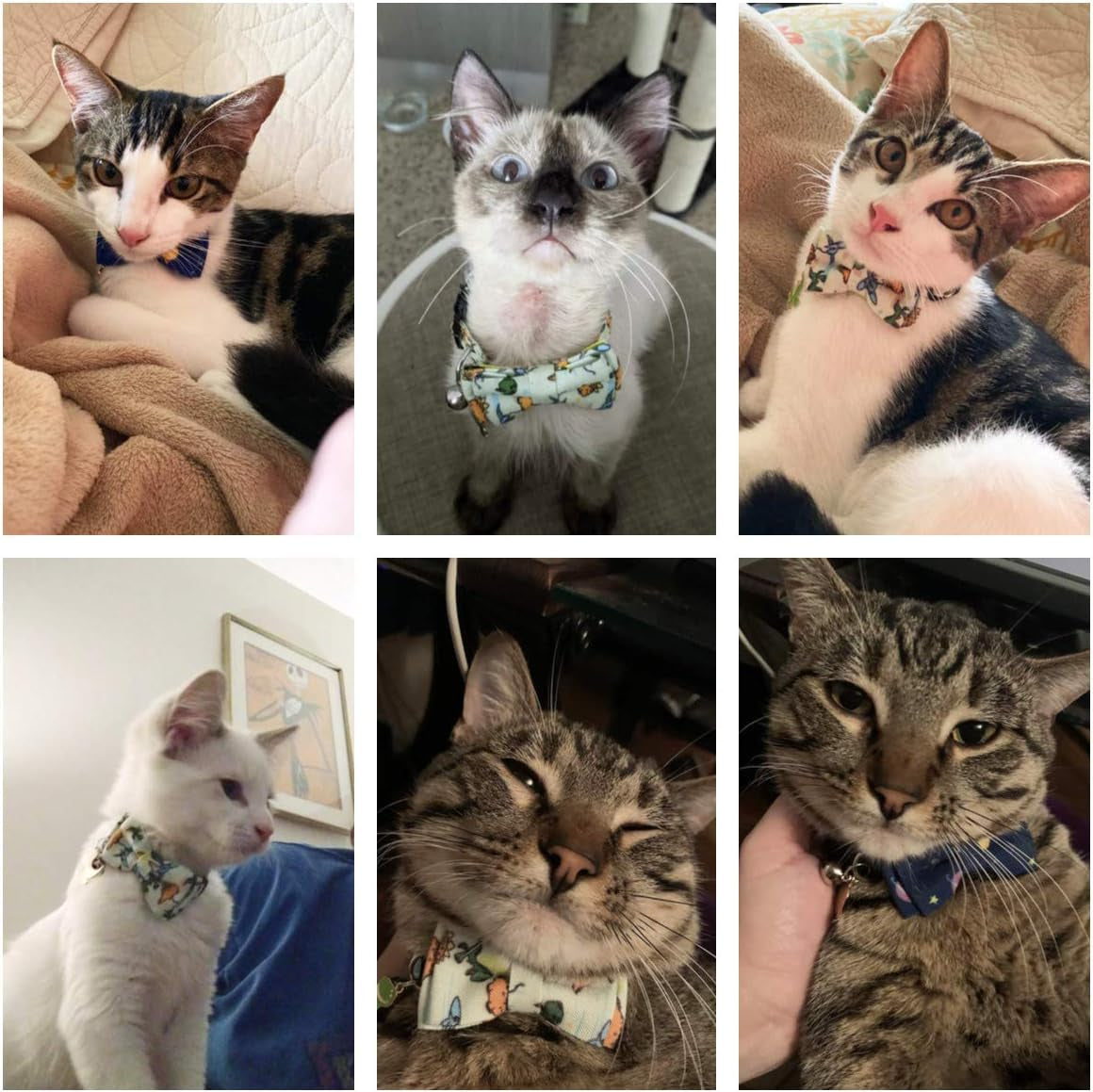 Breakaway Cat Collar Set with Removable Bow Tie and Bell - 2 Pack, Universe Dinosaur Design for Cats (Adjustable 7.5"-10.5")